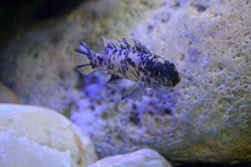 Labeotropheus trewavasae 'Higga Reef'